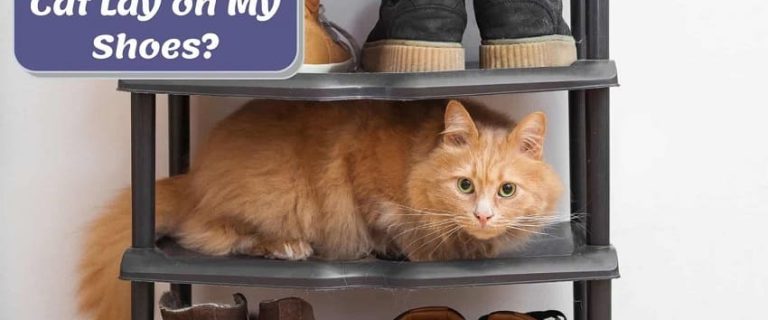 Why Does My Cat Lay on My Shoes? 4 reasons