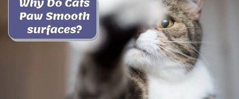 Why Does my Cat Paw at Smooth Surfaces? 5 Reasons