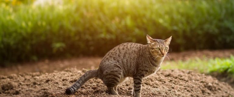 How Often Do Cats Poop? A Complete Guide to Feline Digestion
