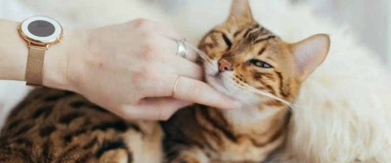 How Long Does a Cat Stay Pregnant? Cat Pregnancy Care Tips
