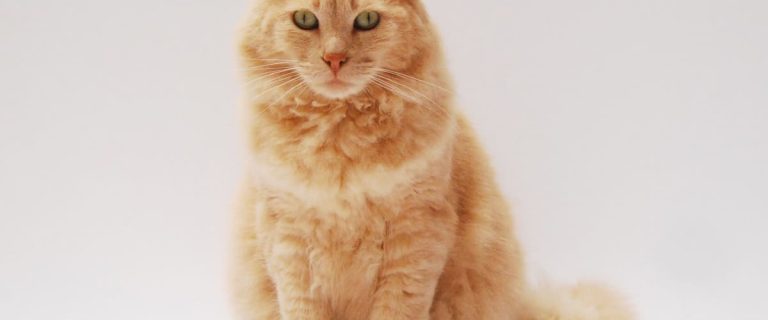 The more you know about the cat pregnancy timeline, the better. If your cat is pregnant, this complete guide can help you navigate the process.