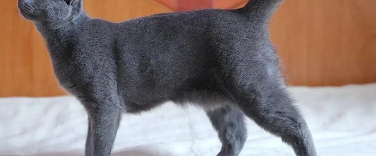 Cat Primordial Pouch: What Is It and Why Do Cats Have It?