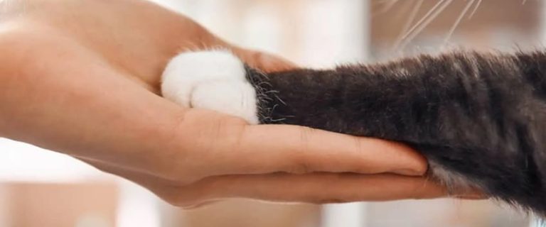 Why Does My Cat Reach His Paw Out to Me? 8 Possible Reasons