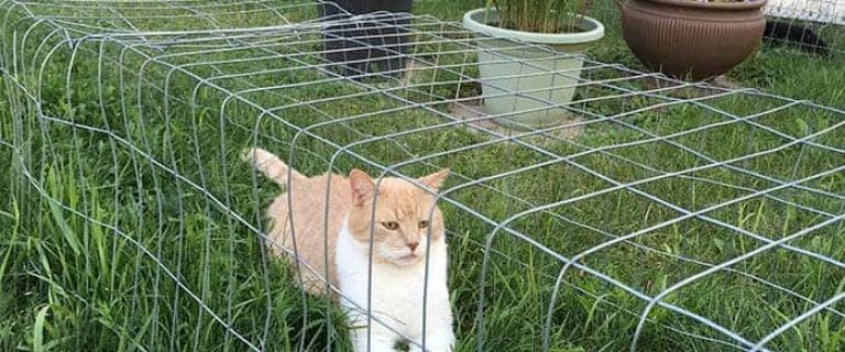 an orange cat relaxing on his DIY cat tunnel outdoor
