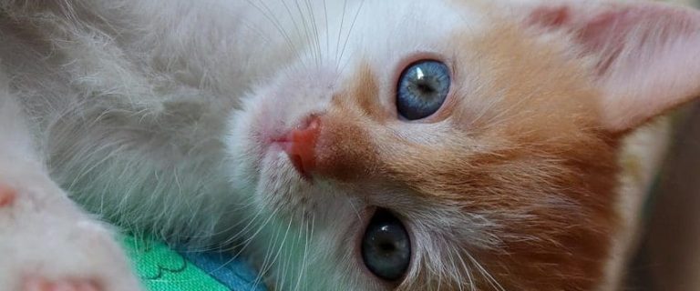Do Cats Know Their Names? Cats and Communication