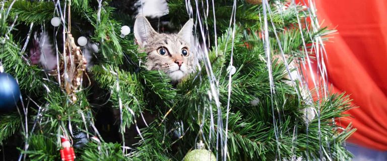 As a cat parent, I’m always looking for cat safe Christmas tree alternatives for the festive season. Here are my top 10 favorites