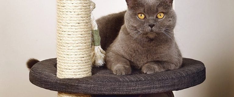 4 Best Cat Scratching Posts: Say Goodbye to Shredded Furniture