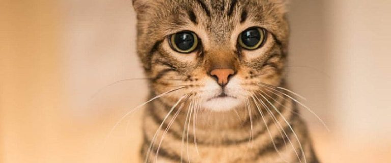 Do Cats Know When You Are Sad? A Complete Guide