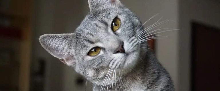 7 Heartwarming Signs Your Cat Loves You: Feel the Love