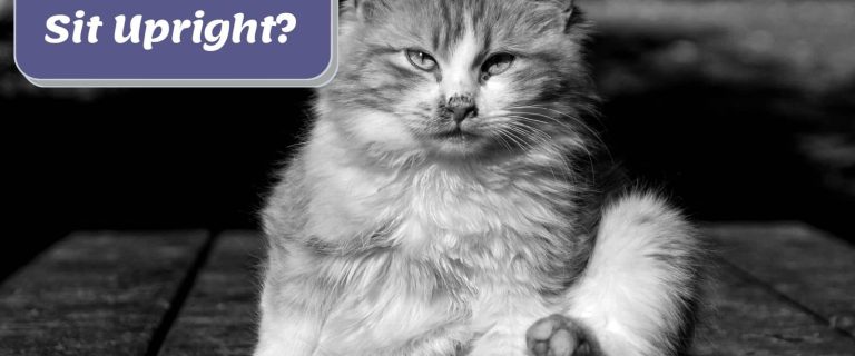 Why Is My Cat Sitting Like a Human? 10 Most Common Reasons