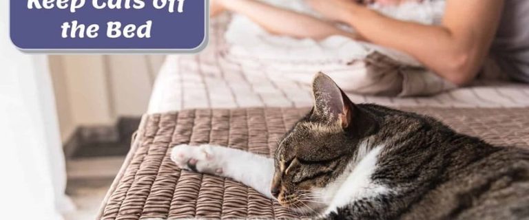 How to Keep Cat Off Bed: 4 Gentle Ways