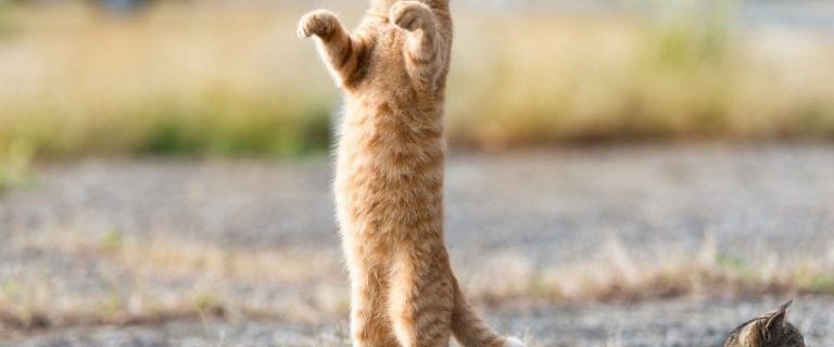 Why Is Your Cat Standing Up On Their Two Hind Legs?