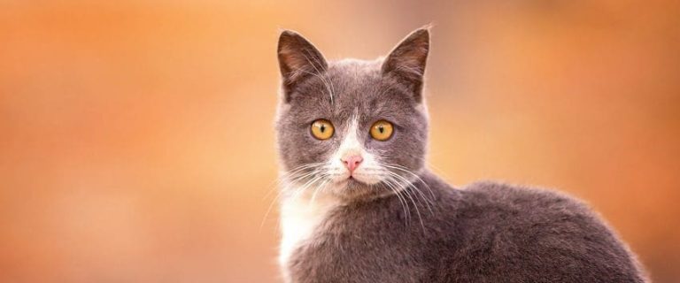Why Is My Cat Staring At The Wall? 7 Intriguing Reasons
