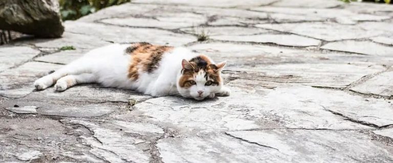 How To Keep Cats Cool In Summer: 7 Proven Methods