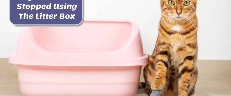 Cat Not Using Litter Box: 13 Reasons And Potential Solutions