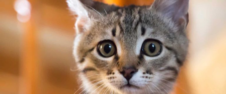 Cat stress can be caused by many issues. It's important to know these signs a cat is stressed so you can treat it quickly & effectively.