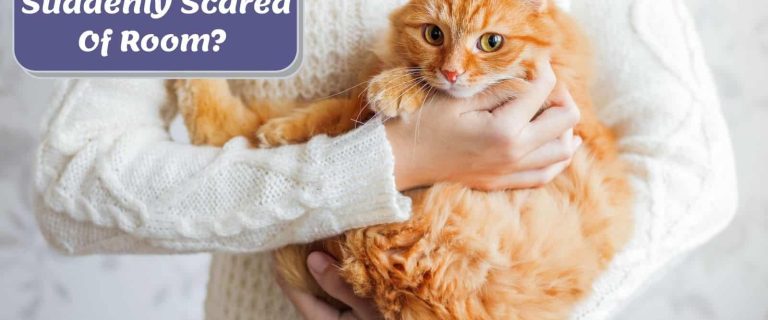 woman carrying her cat suddenly scared of room