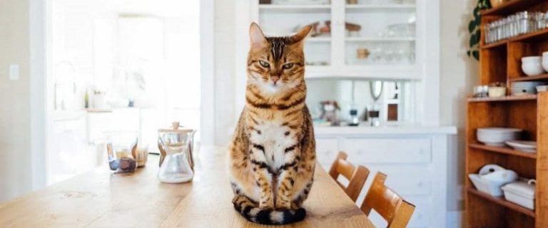 Cat Insurance 101: The Ultimate Guide to Pet Protection