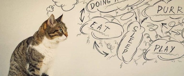 What Do Cats Think About? Delving Into Feline Minds