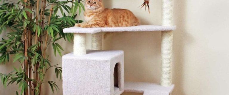 11 Perfect Cat Tree House Indoor for Your Home: The Ultimate Guide
