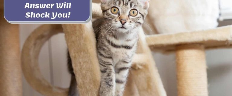 a cute kitten on a cat tree