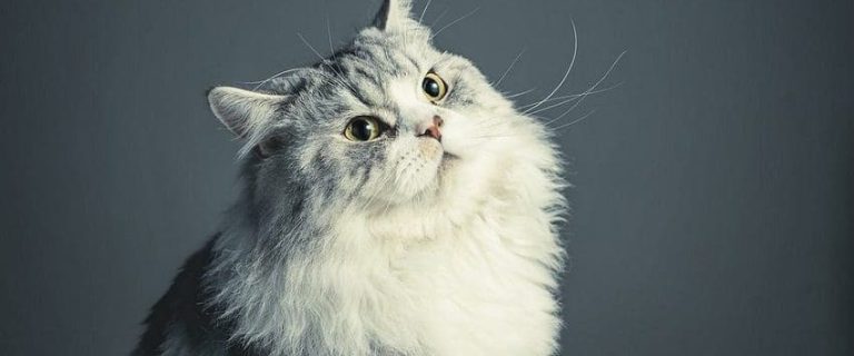 5 Awesome & Effective Tricks to Teach Your Cat Today