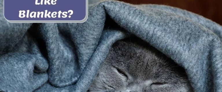 6 Reasons Why Do Cats Like Blankets