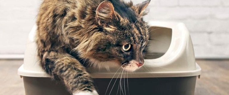 Why Does My Cat Use The Litter Box Right After I Clean It?