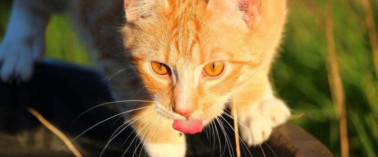 Are Cat Water Fountains Safe? The Truth Revealed