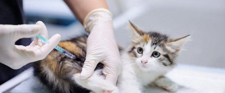 Cat Vaccinations 101: Crucial Shots That All Cats Really Need