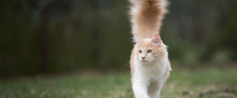 Why Do Cats Vibrate Their Tails? Most Common Reasons