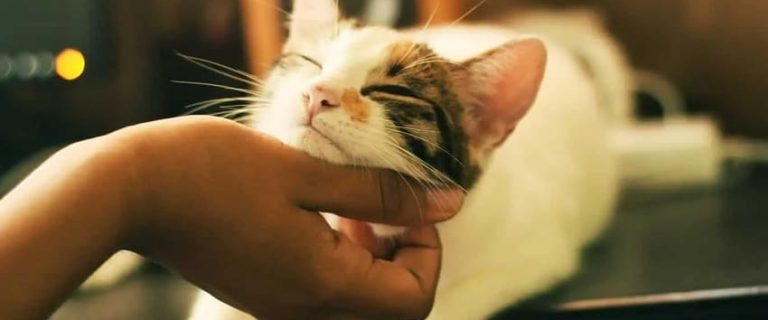 5 Powerful Signs Your Cat Wants Attention You Should Know