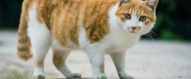 How Heavy Should My Cat Be? Finding the Optimal Weight for Your Furry Friend