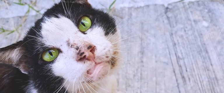 Looking for the best cat wipes for dander and bottoms? Check out five gentle ideas that we think are fantastic!