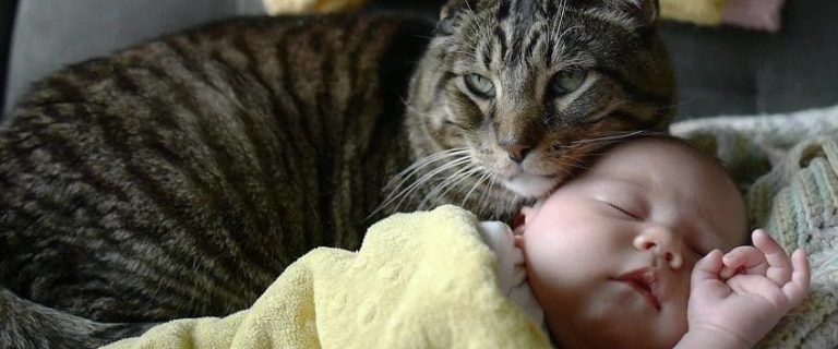Do Cats Know Babies Are Babies? A Complete Guide