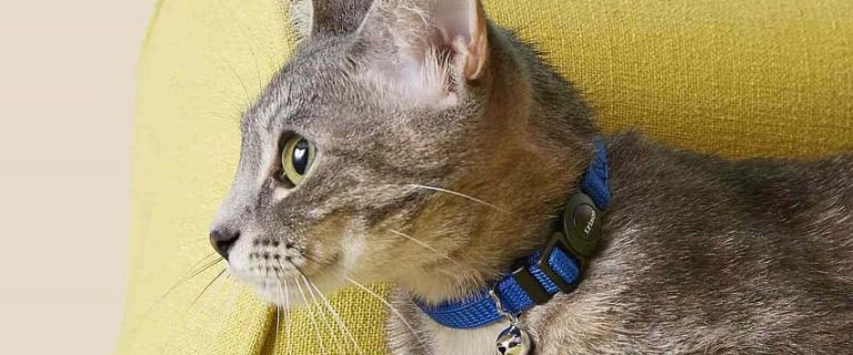 Why Do Cat Collars Have Bells? 4 Reasons Explained