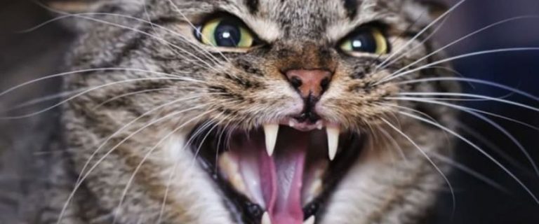 Why Do Cats Put Their Ears Back? 3 Most Common Reasons