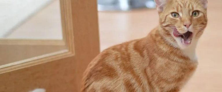 Understanding Food Allergies in Cats: Symptoms and Treatment