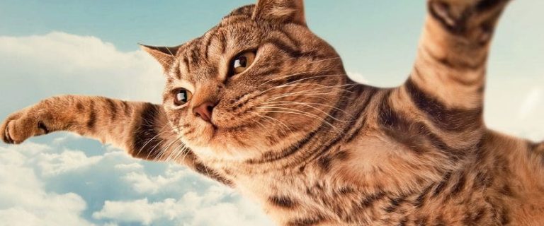 75 Funniest Cat Names That Will Brighten Your Day
