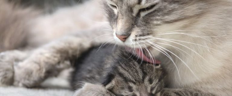 Why do Cats Bring You Their Kittens: The Heartwarming Truth