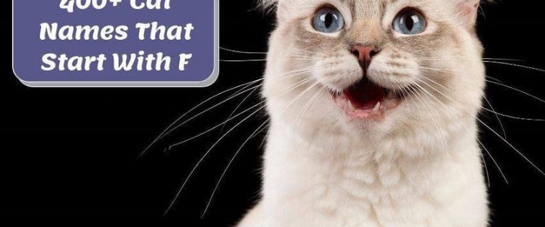 400+ Fantastic Cat Names that Start With F