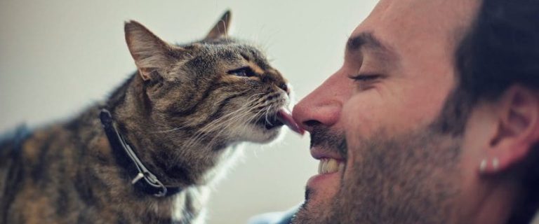 Do Cats Love Their Owners? 5 Signs Of Emotional Attachment