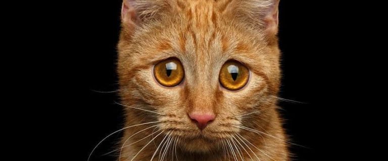 How to Prevent Separation Anxiety in Cats