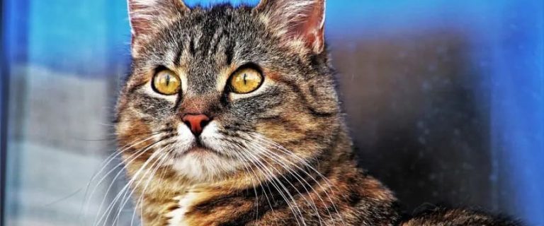 100 Unique & Adorable Unisex Cat Names For Your Kitten