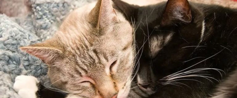Cats Hugging: The Ultimate Display of Feline Affection