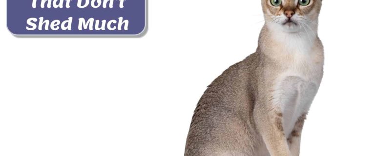 Singapura cat with huge green eyes