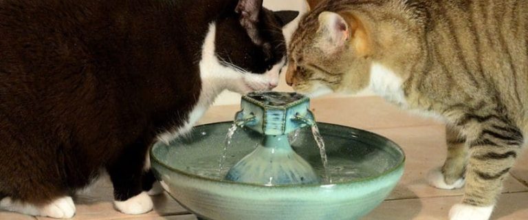 The Best Cat Water Fountains and Why You Need One