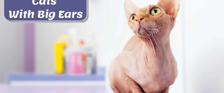 pretty sphynx cat, one of the cats with big ears to adore