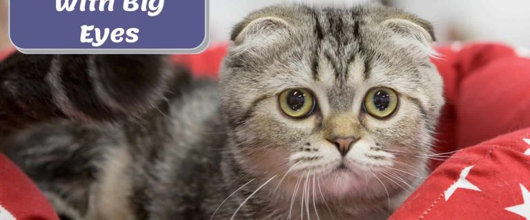 scottish fold cat with big eyes