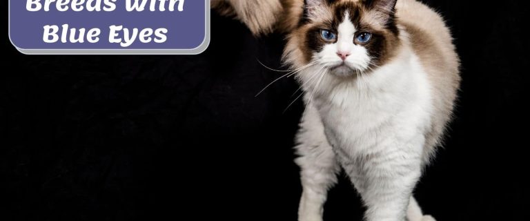 14 Beautiful Cats with Blue Eyes You Can't Resist!